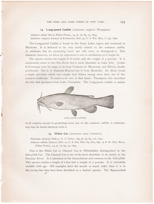 LONG-JAWED CATFISH / WHITE CAT